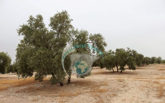 REF.22043 FINCA OLIVAR EN BENAMEJI