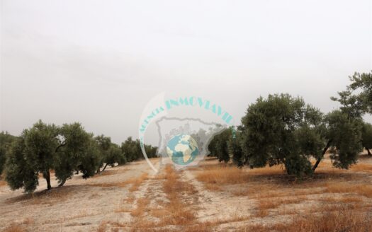 REF.22043 FINCA OLIVAR EN BENAMEJI