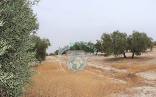 REF.22043 FINCA OLIVAR EN BENAMEJI