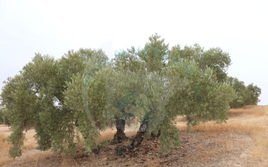 REF.LUC22007 FINCA OLIVAR EN BENAMEJI