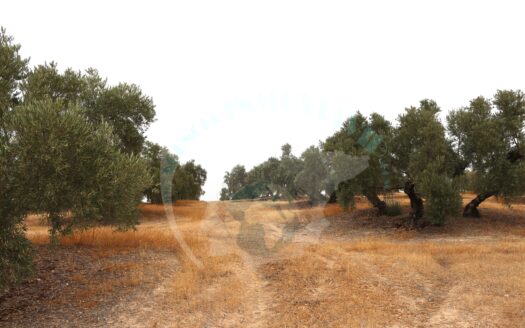 REF.LUC22007 FINCA OLIVAR EN BENAMEJI