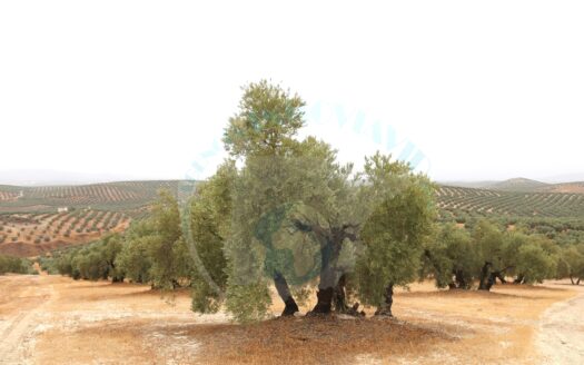 REF.LUC22007 FINCA OLIVAR EN BENAMEJI