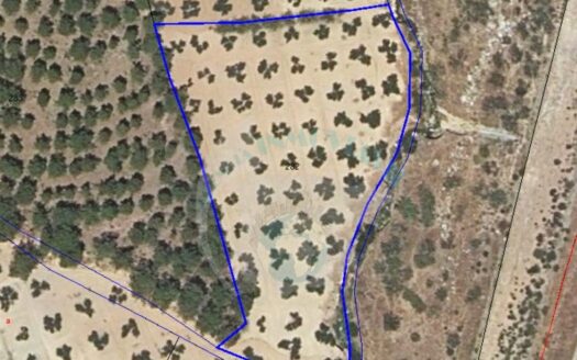 REF.22056 FINCA OLIVAR BENAMEJI