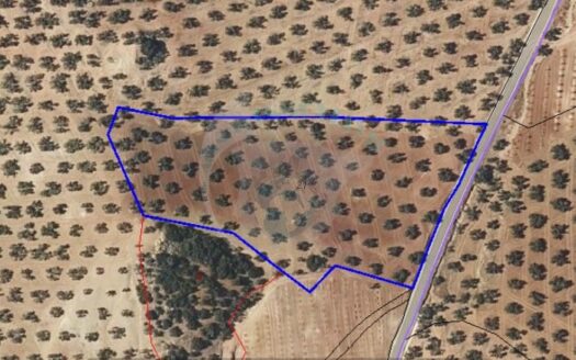 REF.LUC22010 FINCA OLIVAR MUY PRODUCTIVA