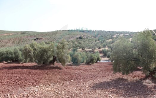 REF.LUC22010 FINCA OLIVAR MUY PRODUCTIVA