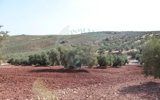 REF.LUC22010 FINCA OLIVAR MUY PRODUCTIVA