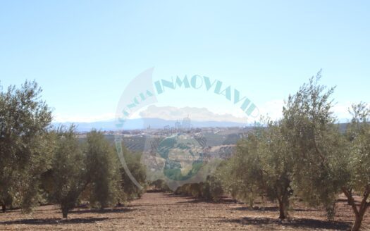 REF.22068 FINCA OLIVAR BENAMEJI