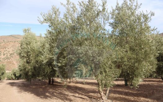 REF.22070 FINCA OLIVAR EN BENAMEJI