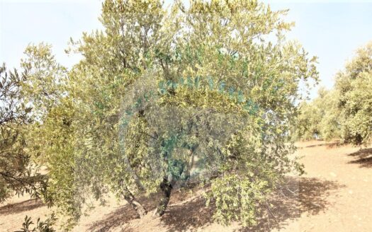 REF.ER22013 FINCA OLIVAR ENCINAS REALES