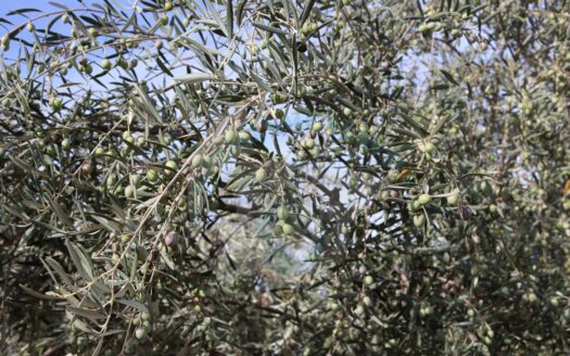 REF.22070 FINCA OLIVAR EN BENAMEJI