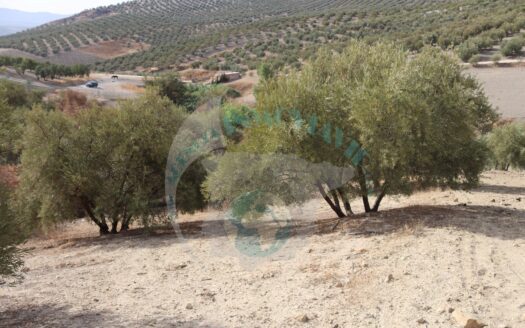 REF.ER22013 FINCA OLIVAR ENCINAS REALES