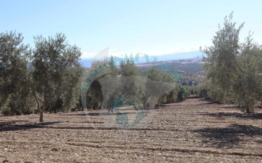 REF.22064 FINCA OLIVAR BENAMEJI VISTA MAGNIFICAS