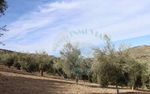 REF.22070 FINCA OLIVAR EN BENAMEJI