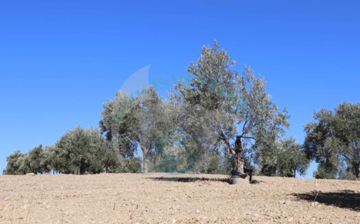 REF.22064 FINCA OLIVAR BENAMEJI VISTA MAGNIFICAS