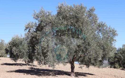 REF.22064 FINCA OLIVAR BENAMEJI VISTA MAGNIFICAS