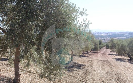 REF.22064 FINCA OLIVAR BENAMEJI VISTA MAGNIFICAS