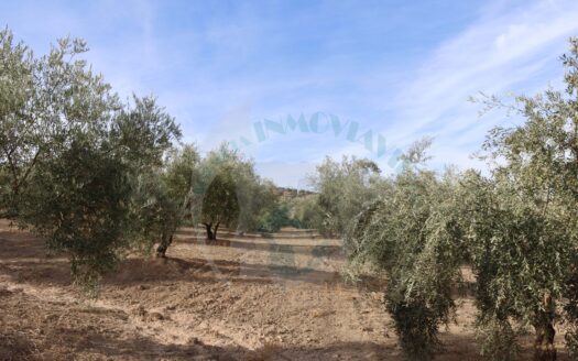 REF.22070 FINCA OLIVAR EN BENAMEJI