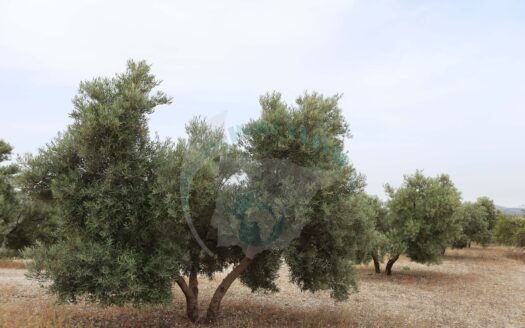 REF.22065 FINCA OLIVAR 4 FANEGAS BENAMEJI