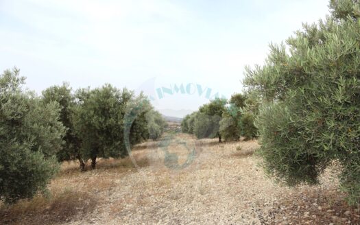 REF.22065 FINCA OLIVAR 4 FANEGAS BENAMEJI