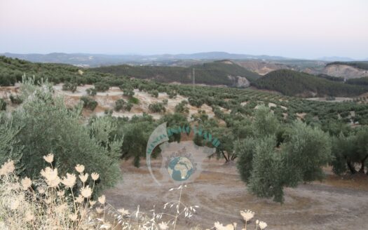 REF.22076 FINCA OLIVAR A PIE DE CARRETERA