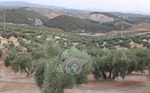 REF.22076 FINCA OLIVAR A PIE DE CARRETERA