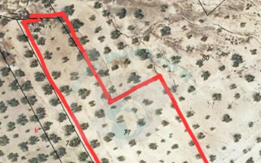 REF.22065 FINCA OLIVAR 4 FANEGAS BENAMEJI