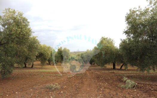 REF.ER23004 FINCA OLIVAR EN ENCINAS REALES