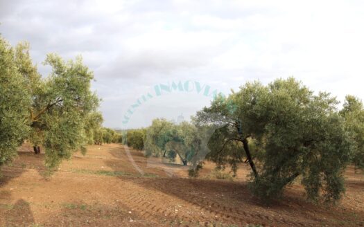 REF.ER23004 FINCA OLIVAR EN ENCINAS REALES