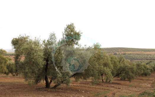 REF.ER23004 FINCA OLIVAR EN ENCINAS REALES