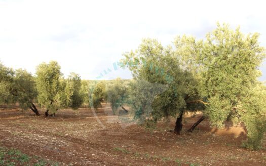 REF.ER23004 FINCA OLIVAR EN ENCINAS REALES