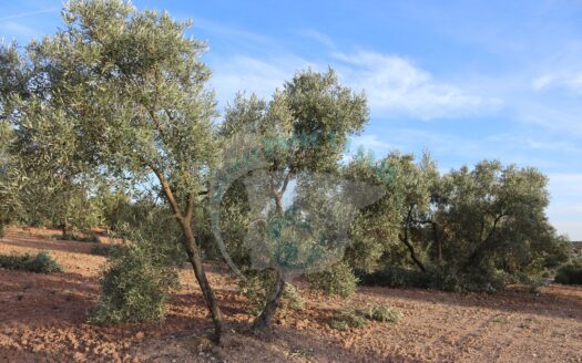 REF.LUC23004 FINCA OLIVAR EN LUCENA