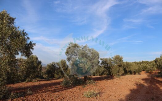 REF.LUC23004 FINCA OLIVAR EN LUCENA