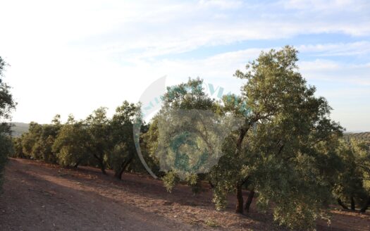 REF.LUC23004 FINCA OLIVAR EN LUCENA