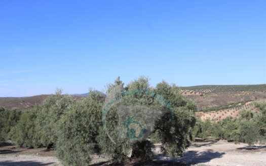 REF.LUC23006 SE VENDE FINCA OLIVAR EN LUCENA
