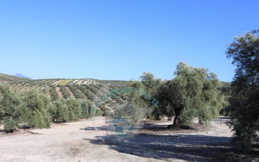 REF.LUC23006 SE VENDE FINCA OLIVAR EN LUCENA