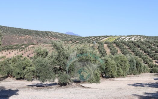 REF.LUC23006 SE VENDE FINCA OLIVAR EN LUCENA