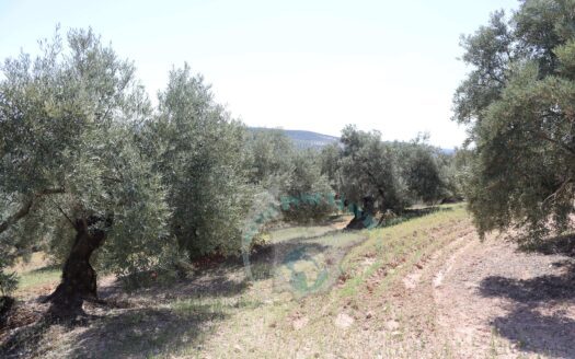 REF.LUC23007 VENTA DE FINCA OLIVAR EN LUCENA
