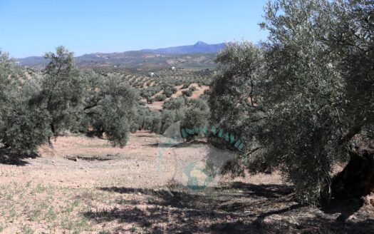 REF.LUC23007 VENTA DE FINCA OLIVAR EN LUCENA
