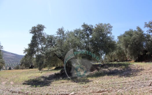 REF.LUC23007 VENTA DE FINCA OLIVAR EN LUCENA