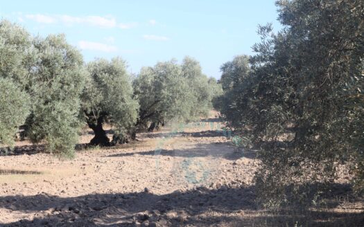 REF.LUC23010 VENTA DE ESPECTACULAR FINCA OLIVAR EN LUCENA