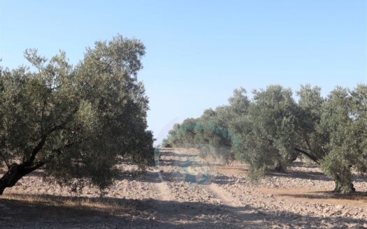 REF.LUC23010 VENTA DE ESPECTACULAR FINCA OLIVAR EN LUCENA