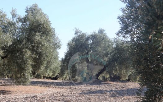 REF.LUC23010 VENTA DE ESPECTACULAR FINCA OLIVAR EN LUCENA