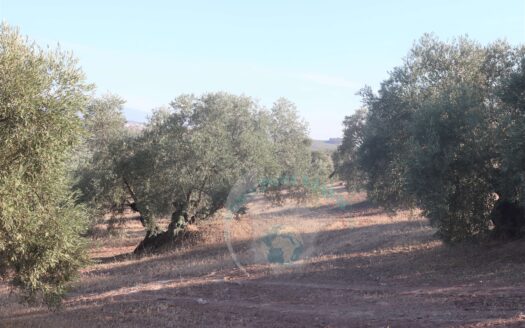 REF.LUC23009 SE VENDE FINCA OLIVAR EN LUCENA