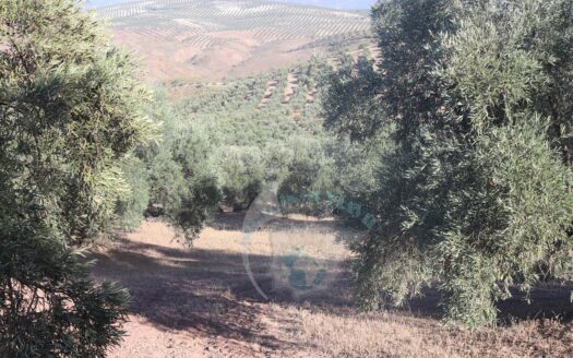 REF.LUC23009 SE VENDE FINCA OLIVAR EN LUCENA
