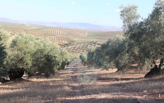 REF.LUC23009 SE VENDE FINCA OLIVAR EN LUCENA