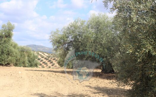 REF.23046 VENTA DE FINCA OLIVAR EN BENAMEJI