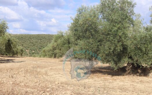 REF.23046 VENTA DE FINCA OLIVAR EN BENAMEJI