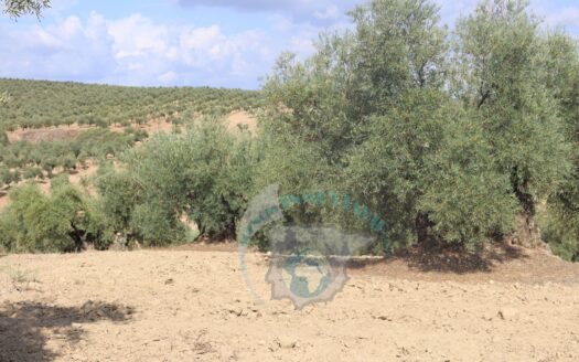 REF.23046 VENTA DE FINCA OLIVAR EN BENAMEJI