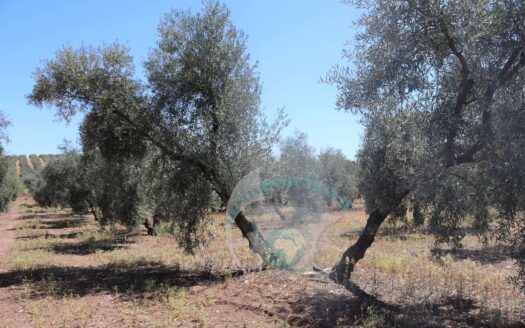 REF.23054 VENTA DE FINCA OLIVAR EN LA LOCALIDAD DE BENAMEJÍ