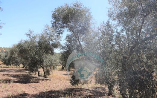 REF.23054 VENTA DE FINCA OLIVAR EN LA LOCALIDAD DE BENAMEJÍ